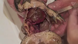 Best Frog Dissection: Part II - Internal (Jr. High, High School and College Review)