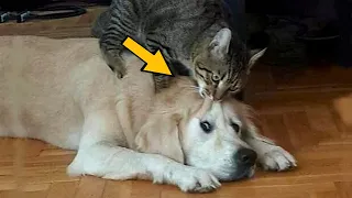 Cat Refuses To Let Dog Go – Owner Turns Pale When He Discovers Why