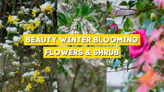 7 Winter Flowers & Shrub to Add Color to Garden 🌼🌸🌻