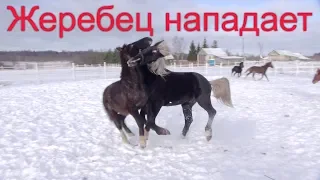 Косячный жеребец "нападает" на своих жеребят.