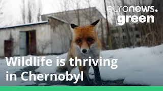 The world's most unlikely nature reserve: Wildlife is thriving in Chernobyl