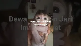 Baby Monpai Dewa Ngisapin Jari imutnyoo #monyetlucu #babymonkey #cutemonkey #monpai