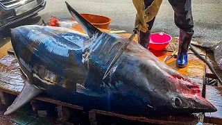 Ginat Maneater SHARK cutting!! Amazing skills / Korean street food