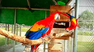 Red Parrots are in full Rage to see us |#bird #youtube#worldbirds#parrot #viral# ParrotDipankarVlogs