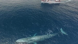 Blue whale dwarfs boat