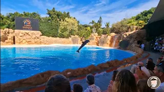 Loro Parque Tenerife - dolphin show. Loro Park Puerto de la Cruz. 5 dolphins making a nice show