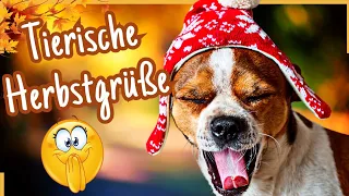 ... zum Lachen und Teilen! 🐶 LUSTIGE Grüße für den Herbst 🍂