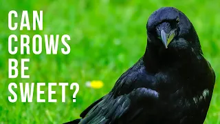 The Sweetness of Crows | Can Crows Be Sweet?