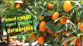 Новый цитрус в коллекции. Кумкват. Что необходимо сделать в первую очередь? / Цитрусовый Рай МариАны