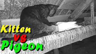 What's Happening When  Kitten Meet A Pigeon