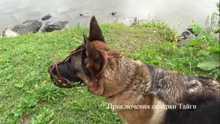 Отпуск с Тайгой! Молния сорвала молниетвод! Гуляем, мокнем, мерзнем!