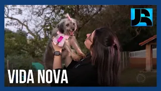 Voluntários ajudam a dar novos lares a animais de estimação resgatados das enchentes no RS