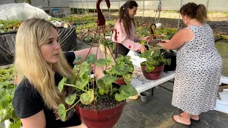 Planting My Geraniums I Seeded With My Mom And Family At Cocos Greenhouse