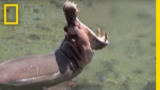 Hippo Spa | National Geographic