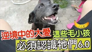Introduction of Taiwan's dog shelter 6.0 - Grandma Snow