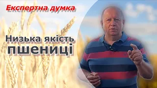 Низька якість пшениці. Причини.