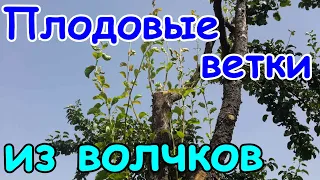 ВОЛЧКИ на деревьях - что с ними делать, как превратить в плодовые ветки. Жировые побеги - что это?