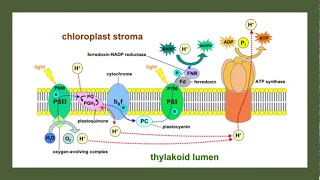 AP Biology Unit 3: Cellular Energetics Complete Review