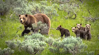 5 Things You Didn't Know About Grizzly Bears