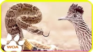 Roadrunner Bird vs Rattlesnake - Snake vs Bird fighting to dead