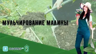 Мульчирование малины