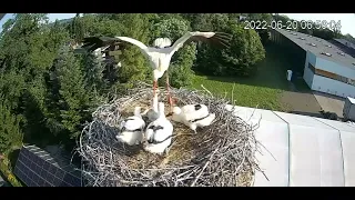 WHITE STORKS USTRON - STUNTED STORKLET GETS TOSSED TO IT'S DEATH.