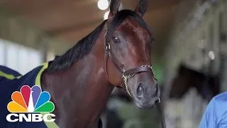 American Pharoah Living The Good Life In Retirement: Bottom Line | CNBC