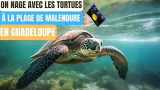 On nage avec les TORTUES en Guadeloupe !