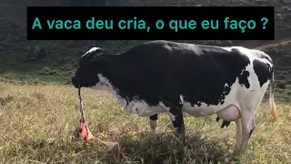 Quais os procedimentos depois que uma vaca da cria?