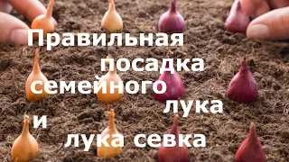 Правильная посадка семейного лука и лука севка!