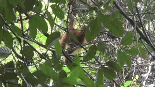 Borneo   Danum Valley   Borneo Rainforest Lodge #9 Orangutan   14 May 2017