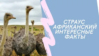 Страус Африканский интересные факты. Struthio camelus Linnaeus.