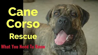 Cane Corso Rescue — What You Need To Know!