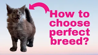 How to Choose the Perfect Cat Breed for You!