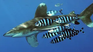 Facts: The Oceanic Whitetip Shark