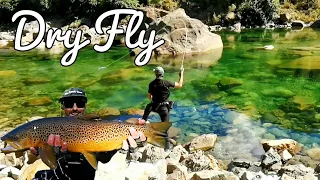 Mastering Dry Fly for Tricky New Zealand Trout | A Wilderness Fly Fishing Adventure