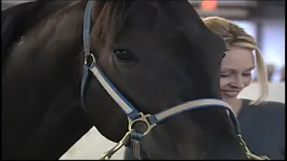 2022 Standardbred Male Horse - Shadow Play