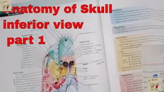 Anatomy of skull | inferior view | part 1 | 2020 | Hindi/Urdu