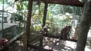 Tarsier - Smallest Primate in the World in Bohol Islands, Philippines