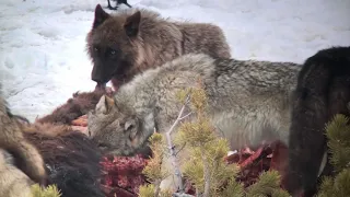 Wapiti Lake Pack Feeding on Bison