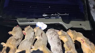 Umarex Gauntlet 30 G2 squirrel hunt with a surprise rabbit