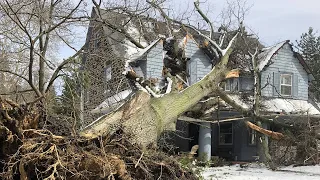 Dangerous Idiots Tree Felling Fails With Chainsaw, Big Tree Removal Fails Falling On Houses