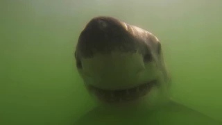 White shark close-up with a GoPro Monterey Bay