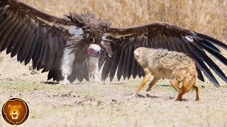 Die 10 gefährlichsten Vögel der Welt