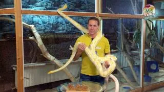 Reptil.TV - Folge 36 - Riesenschlangen - Teil 1 - Pythons