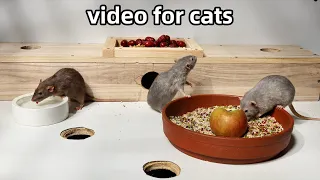 Cat TV🐭rats for cats and dogs to watch🐭video to relax your pets🐭