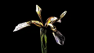 Abstract Iris flower opening and dying time lapse #abstractflower #timelapse