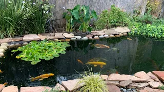 How to hide the pond liner around the edge of the pond.