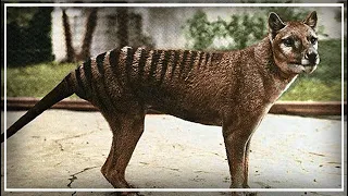 Thylacine - The Tasmanian Tiger (Feat. Natures Reality)