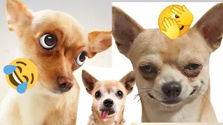 New Funny Videos 2023|| Funny Dogs And Cats😂😂|| Try Not To Laugh Part 2